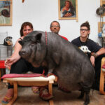 family-has-a-giant-pet-pig-30496-1311620582-52