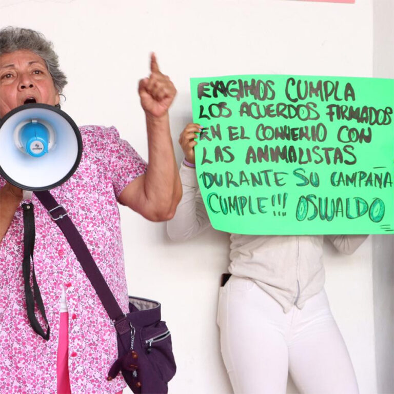 ApaOax: “perrijos y gatijos”