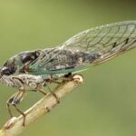 Cicadidae