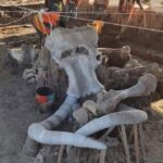 Mamuts-Hallazgos-en-Santa-Lucia-01