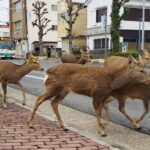 coronavirus-venado-nara-japon-2