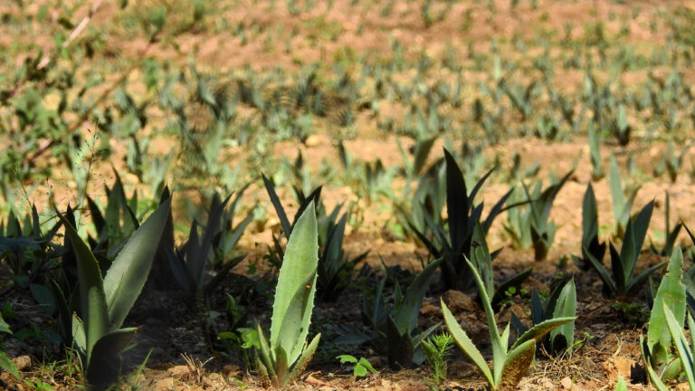 Amapola por agave
