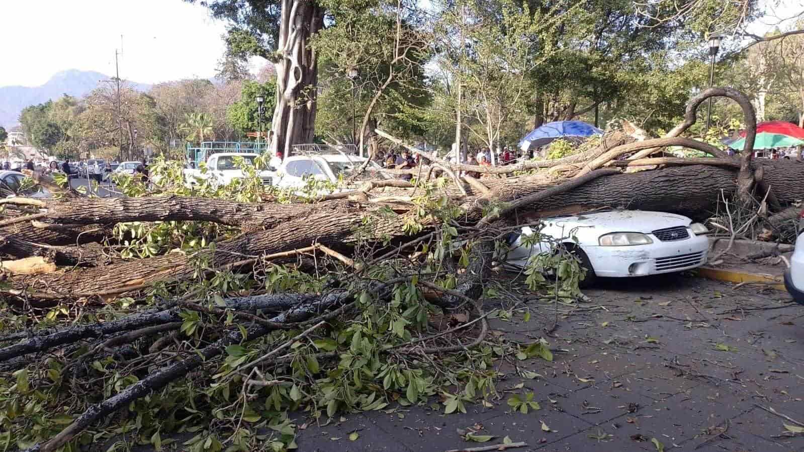 AL MARGEN|| Además de los árboles, Oaxaca capital se nos cae a pedazos