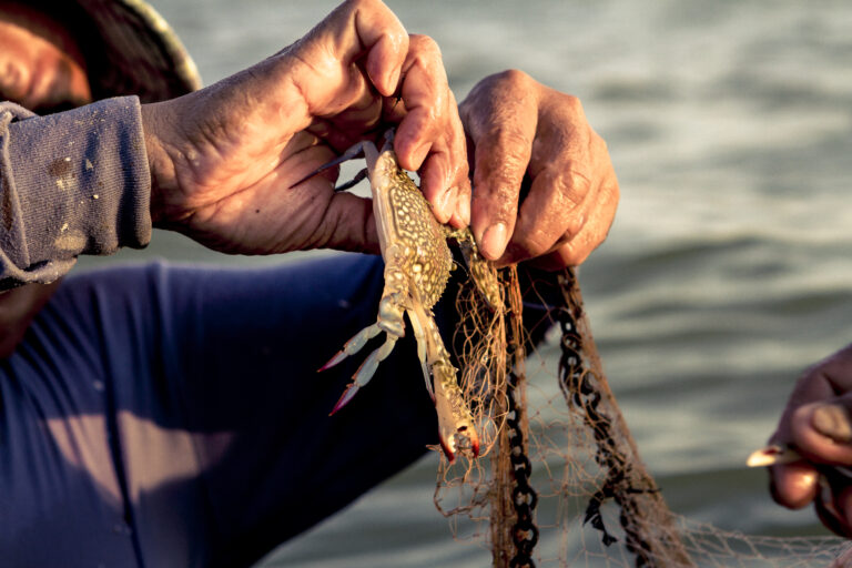 Los recolectores de cangrejo de Krabi