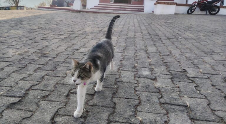 Gato astronómico